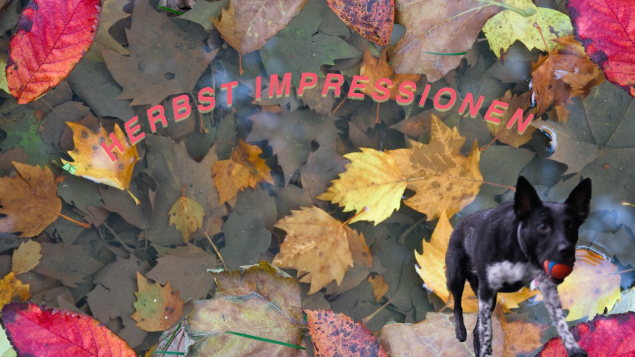 Herbstliche Impressionen