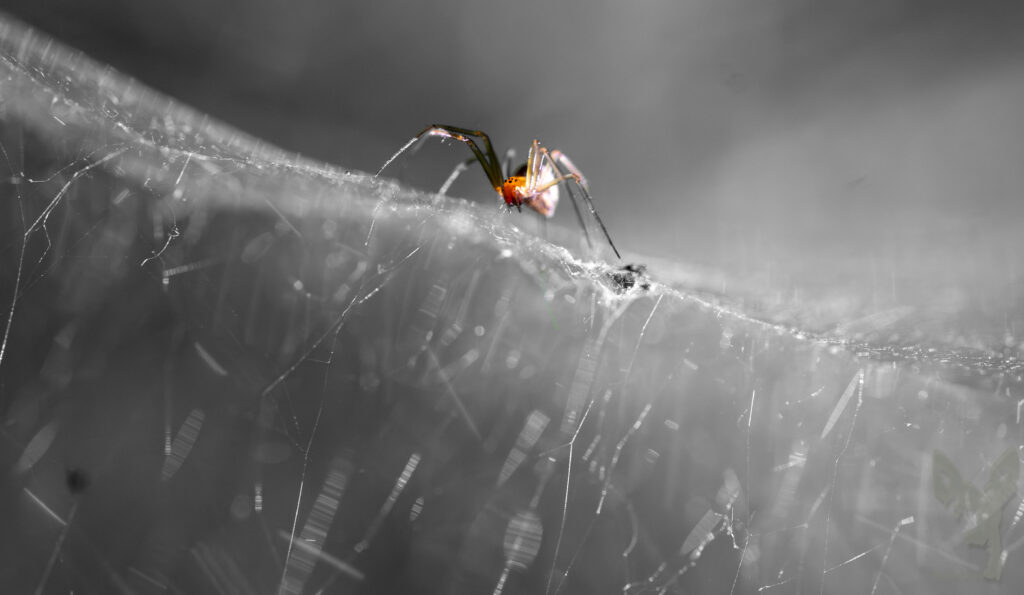 Im Netz der Soinne